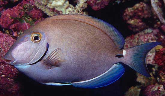 月尾刺尾鱼 Acanthurus bah