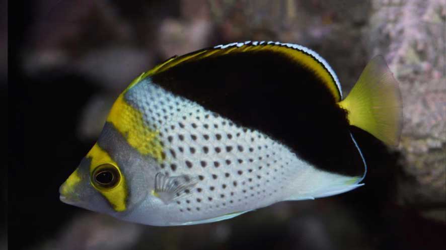 黄冠蝴蝶鱼 Chaetodon flavocoronatus huáng guàn hú dié yú