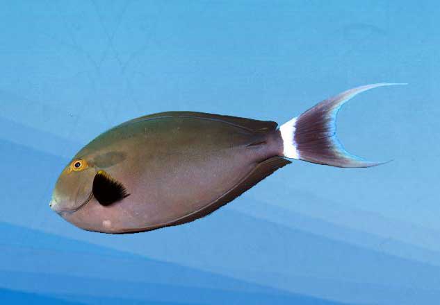 鳃斑刺尾鱼 Acanthurus bar