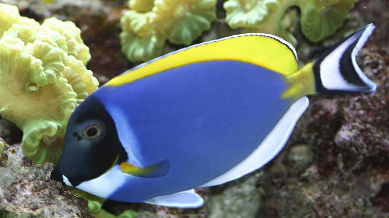 布氏刺尾鱼 Acanthurus blo