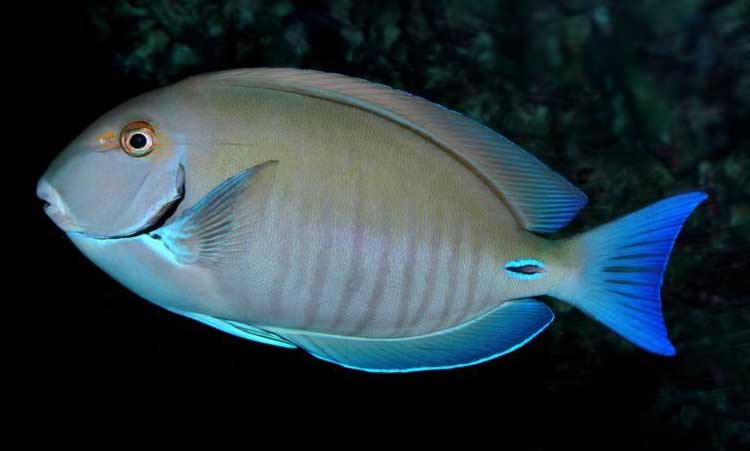 小带刺尾鱼 Acanthurus chi