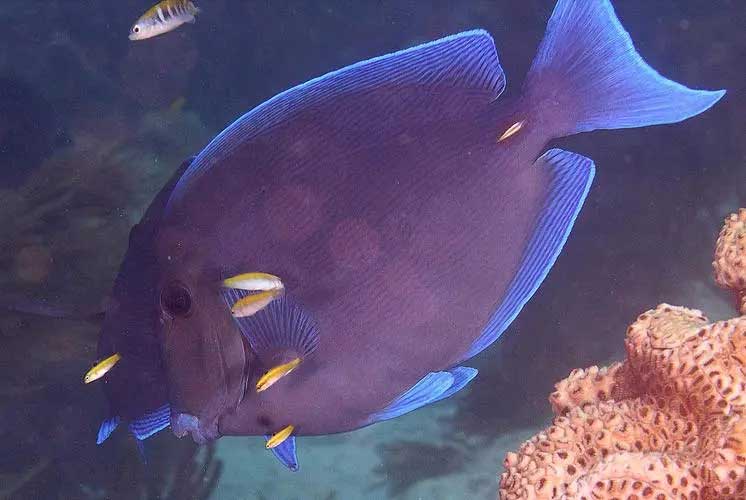 蓝刺尾鱼 Acanthurus coeruleus lán cì wěi yú