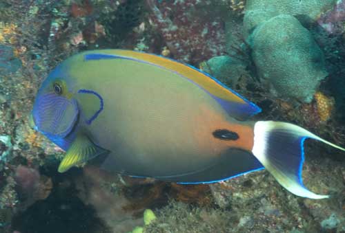 福氏刺尾鱼 Acanthurus fow