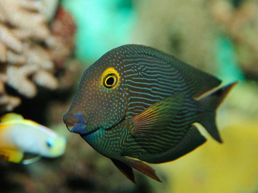 斑点刺尾鱼 Acanthurus guttatus bān diǎn cì wěi yú