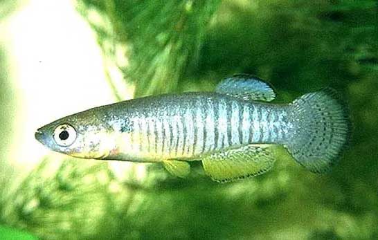 鳉鱼 killifish jiāng yú 