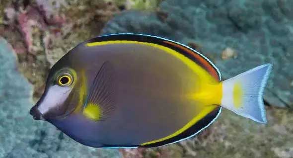 日本刺尾鱼 Acanthurus japonicus rì běn cì wěi yú 