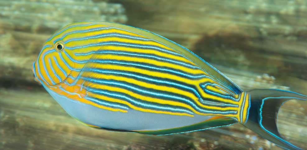 彩带刺尾鱼 Acanthurus lineatus cǎi dài cì wěi yú