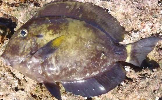 斑头刺尾鱼 Acanthurus maculiceps(Ahl, 1923) bān tóu cì wěi yú 