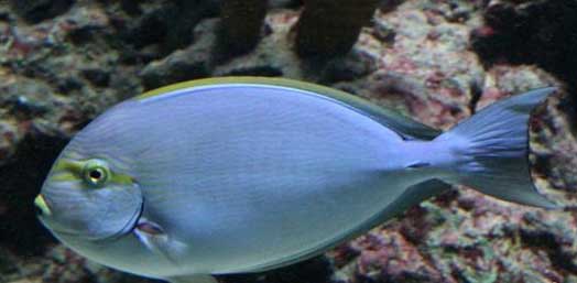 暗色刺尾鱼 Acanthurus mata (Cuvier, 1829) àn sè cì wěi yú 