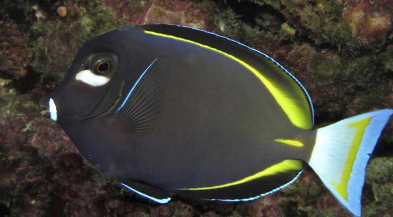 白面刺尾鱼 Acanthurus nig