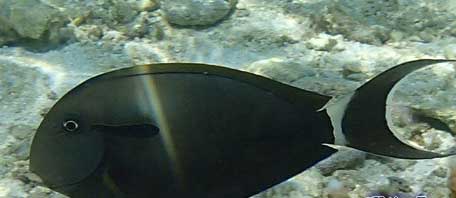 黑尾刺尾鱼 Acanthurus nig