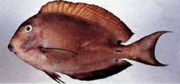 褐斑刺尾鱼Acanthurus nigr