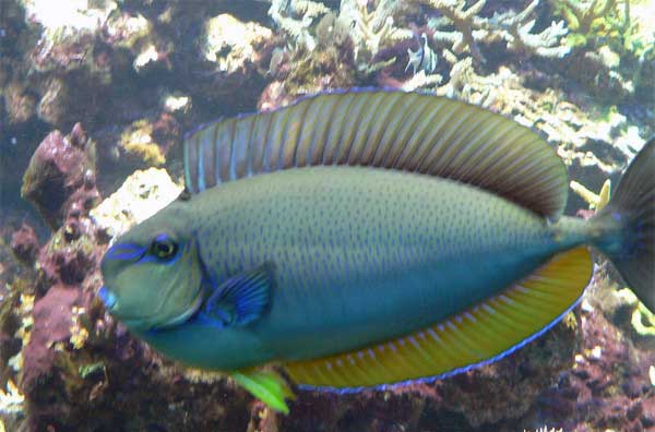 密线刺尾鱼 Acanthurus nub