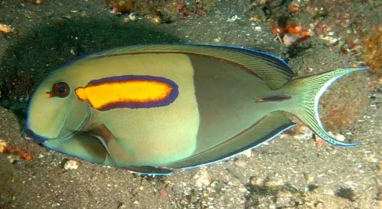 橙斑刺尾鱼 Acanthurusoliv