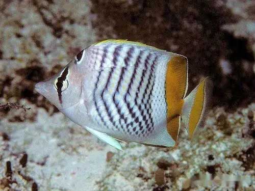 马达加斯加蝴蝶鱼 Chaetodon madagascariensis mǎ dá jiā sī jiā hú dié yú 