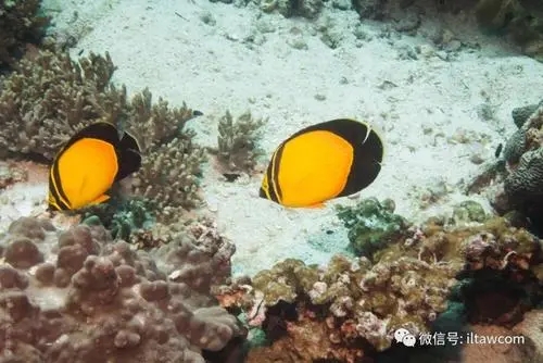 黑鳍蝴蝶鱼 Chaetodon mela