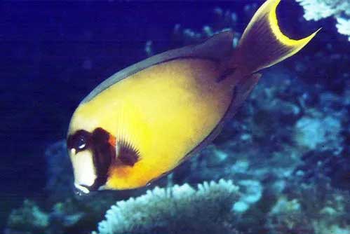 黑鳃刺尾鱼 Acanthurus pyroferus hēi sāi cì wěi yú 