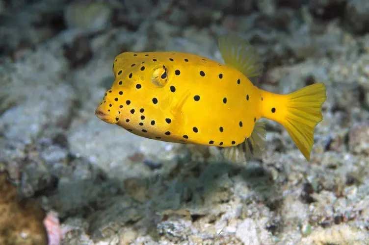 箱鲀 boxfish xiāng tún