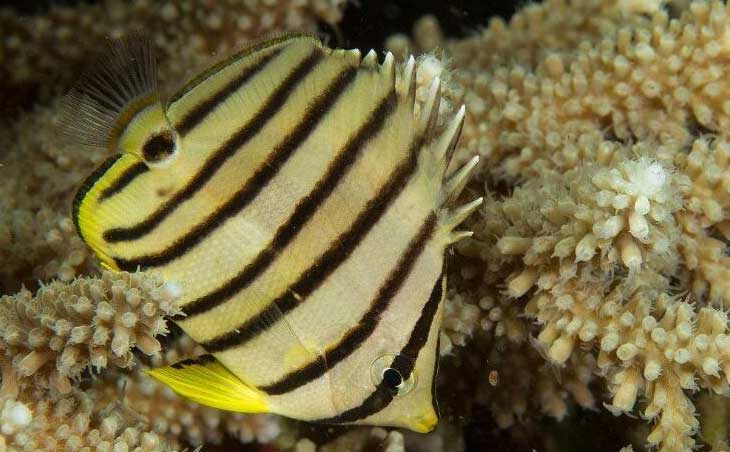 八带蝴蝶鱼 Chaetodon octofasciatus bā dài hú dié yú 