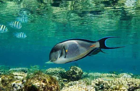 红海刺尾鱼 Acanthurus leu