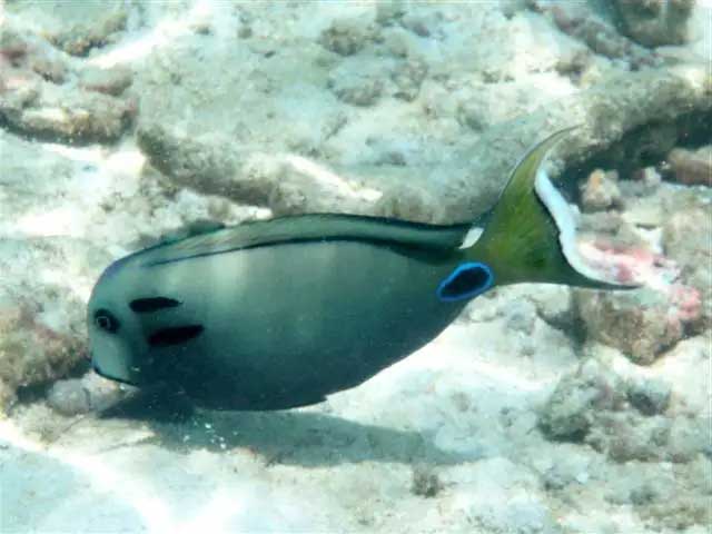 坦氏刺尾鱼 Acanthurus ten