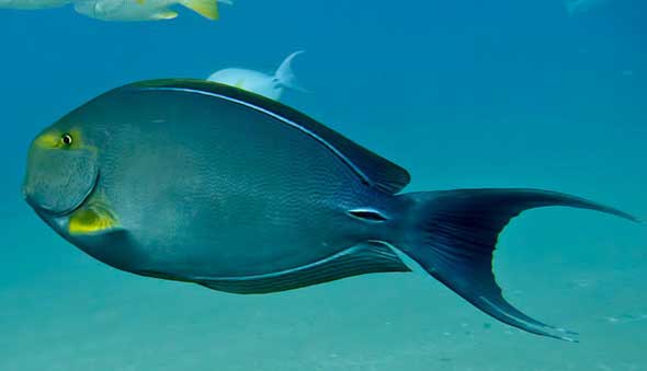 黄鳍刺尾鱼 Acanthurus xan