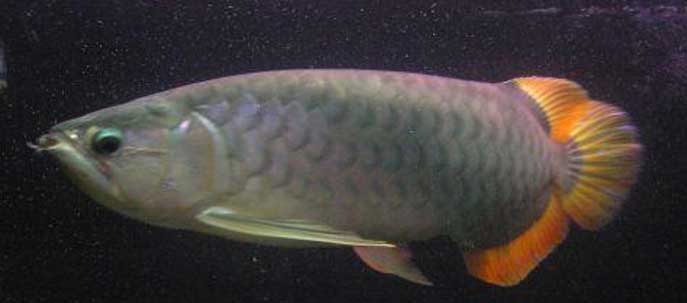 班加红龙 Banjar Red Arowana bān jiā hóng lóng