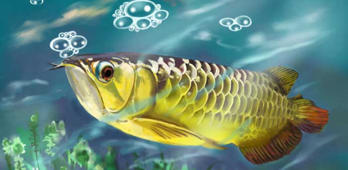 金龙 Golden Arowana jīn lóng 