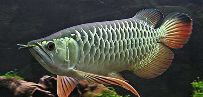 高背红尾金龙 High back golden arowana