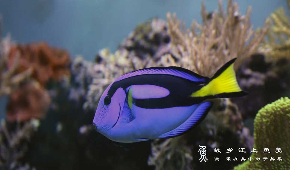 黄尾副刺尾鱼 Paracanthurus hepatus huáng wěi fù cì wěi yú 