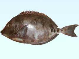 细鳞多板盾尾鱼 Prionurus mi