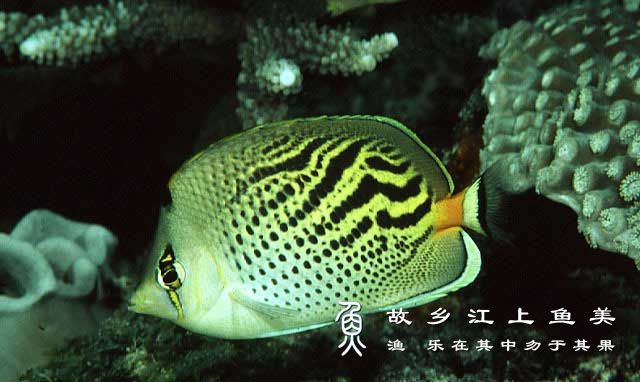 夕阳蝴蝶鱼在珊瑚礁生态系统中扮