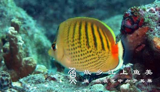 点斑横带蝴蝶鱼 Chaetodon punctatofasciatus  diǎn bān héng dài hú dié yú 