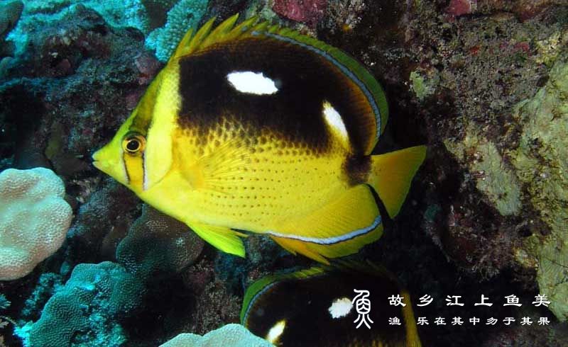 四点蝴蝶鱼 Chaetodon quadrimaculatus sì diǎn hú dié yú 