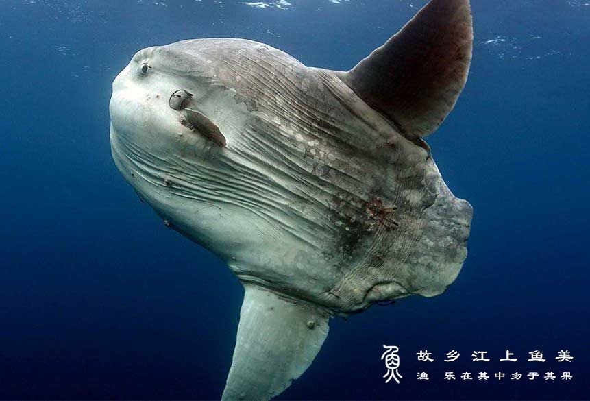 翻车鱼 Mola mola fān chē yú 