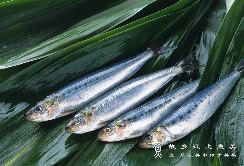 鲅鱼 bà yú