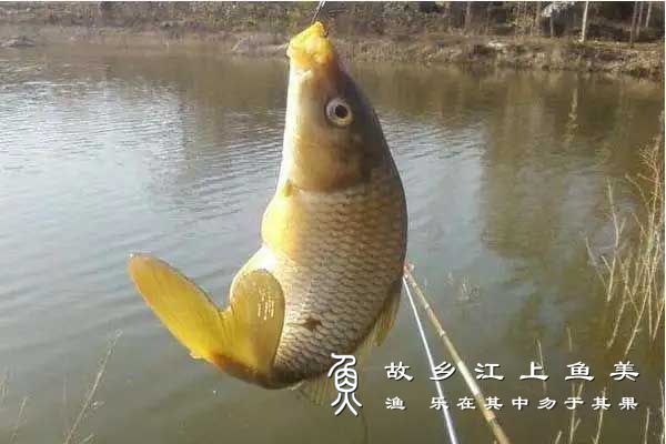 夏季钓鲤鱼的技术技巧来了！