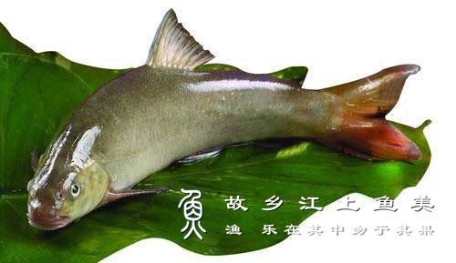 雅鱼 Ya Fish 'Ya Yu'