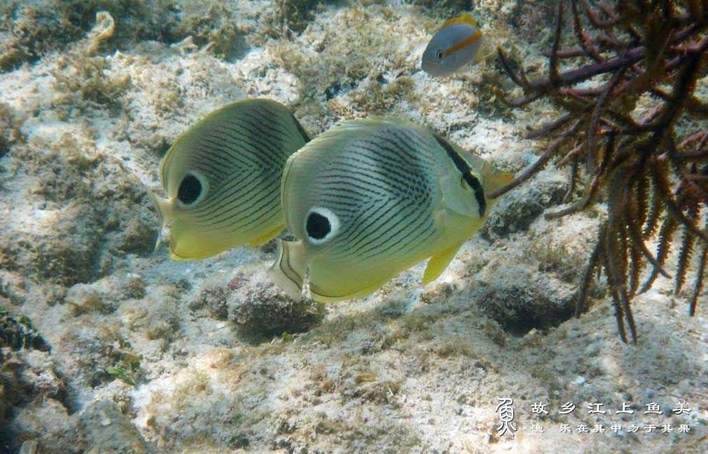 强壮蝴蝶鱼 Chaetodon robu