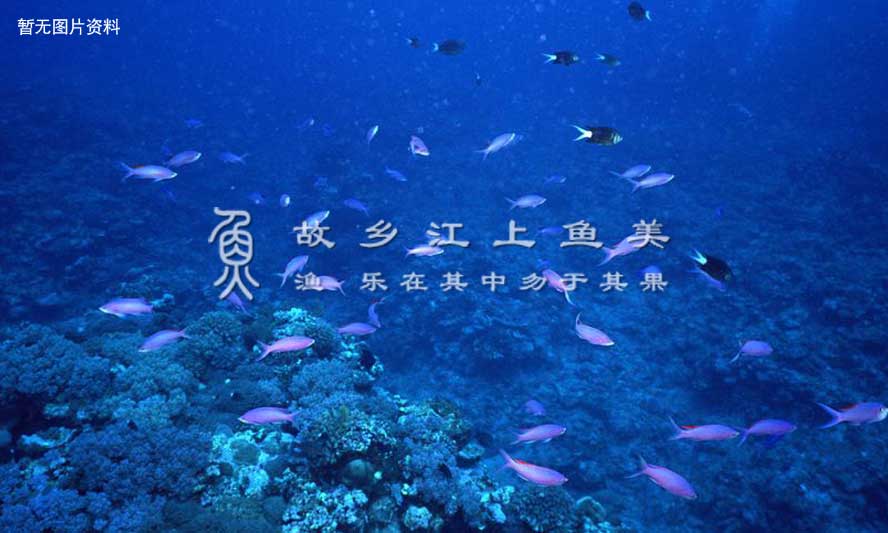 腋斑光鳃鱼，yè bān guāng sāi yú，Chromis atripes，黑鳍光鳃雀鲷