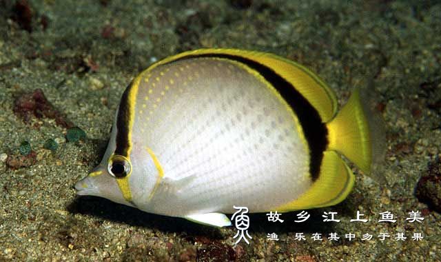 弯月蝴蝶鱼 Chaetodon sele