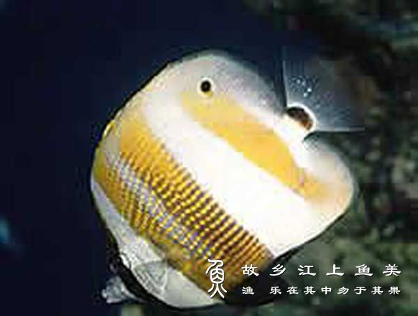 金斑少女鱼 Coradion chrysozonus jīn bān shǎo nǚ yú 