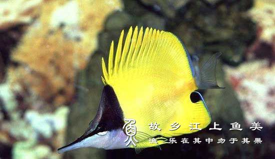 黄镊口鱼 Forcipiger flav