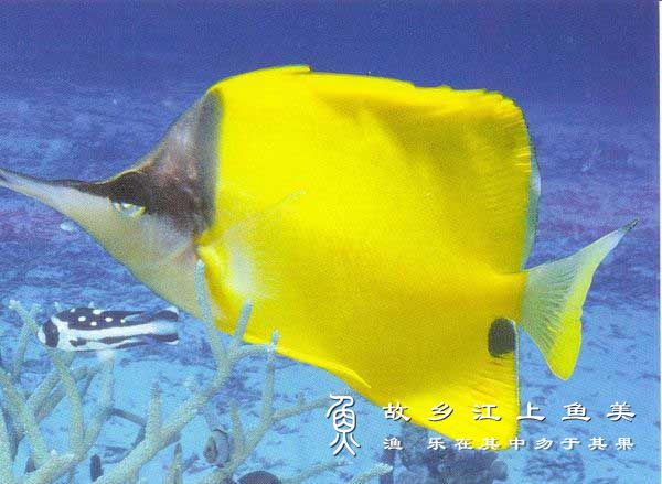 镊口鱼 Forcipiger longirostris (Broussonet, 1782) huáng niè kǒu yú 