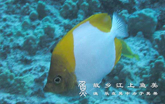 多鳞霞蝶鱼 Hemitaurichthys polylepis duō lín xiá dié yú
