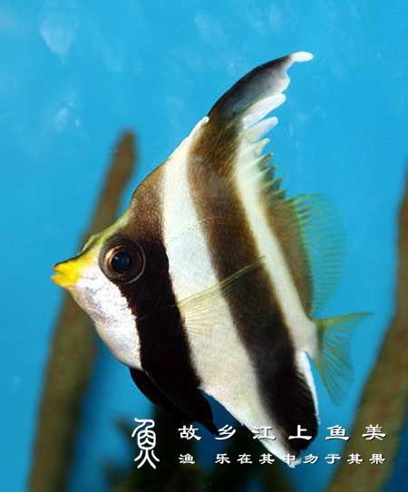 金口马夫鱼 Heniochus chrysostomus jīn kǒu mǎ fū yú 