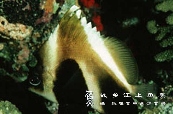 印度洋马夫鱼 Heniochus pleurotaenia (C. G. E. Ahl, 1923) yìn dù yáng mǎ fū yú 
