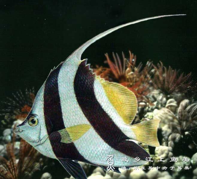 白带马夫鱼 Heniochus vari