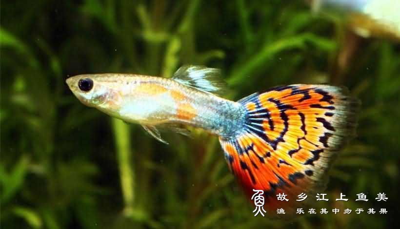 彩虹鱼 cǎi hóng yú  Poecilia reticulata