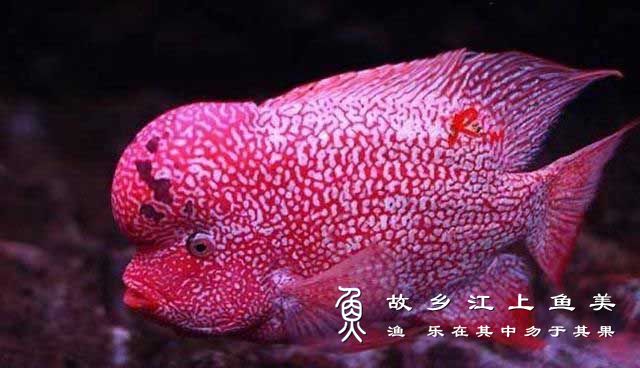 罗汉鱼  luó hàn yú Cichlasoma spp.